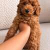 Winzige Toypudelwelpen suchen ein liebevolles Zuhause