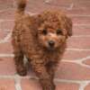 4.1 Toy Poodle Rote Zwergpudelwelpen 1F