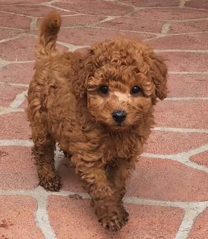 4.1 Toy Poodle Rote Zwergpudelwelpen 1F