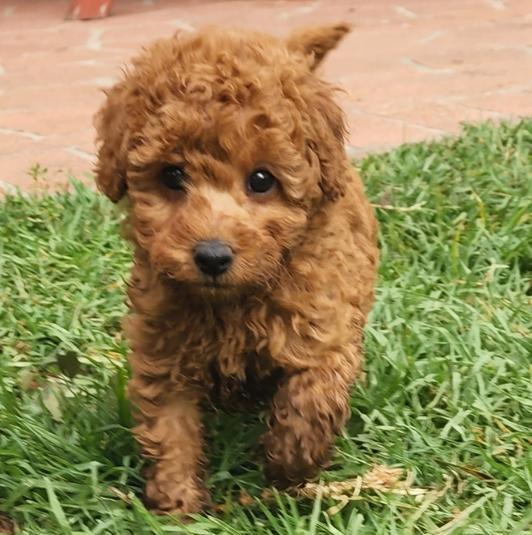 4.2 Toy Poodle Rote Zwergpudelwelpen 1F