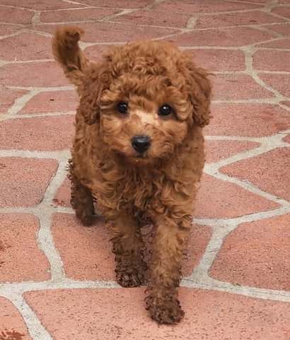 4.3 Toy Poodle Rote Zwergpudelwelpen 1F