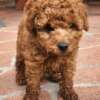 4.4 Toy Poodle Rote Zwergpudelwelpen 1F