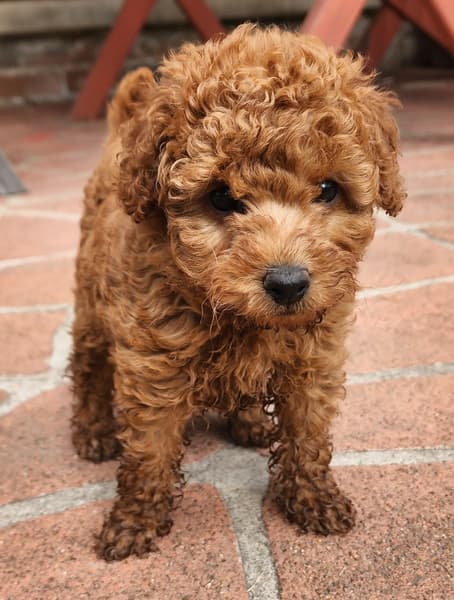 4.4 Toy Poodle Rote Zwergpudelwelpen 1F