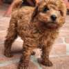 4.5 Toy Poodle Rote Zwergpudelwelpen 1F