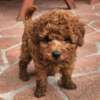 4.7 Toy Poodle Rote Zwergpudelwelpen 1F