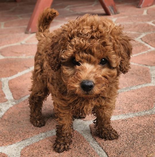 4.7 Toy Poodle Rote Zwergpudelwelpen 1F
